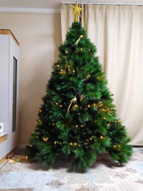210см өндөртэй гацуур