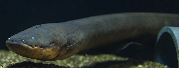 Electric eel