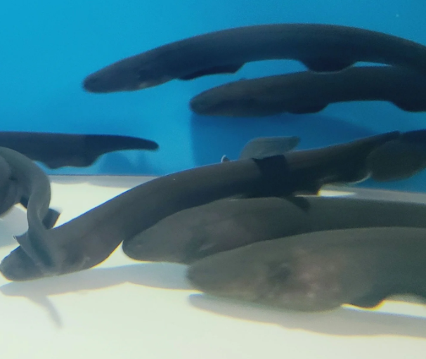 Electric eel