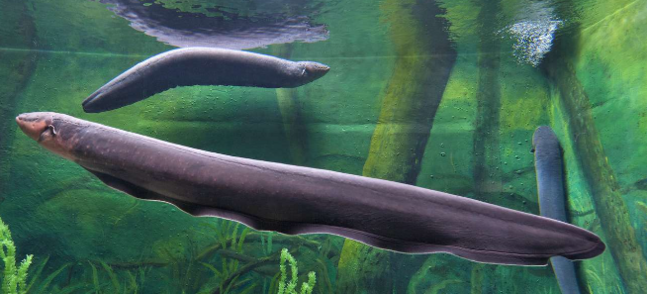 Electric eel