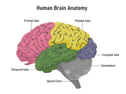 Fohow тархины тэжээл🧠🔋
