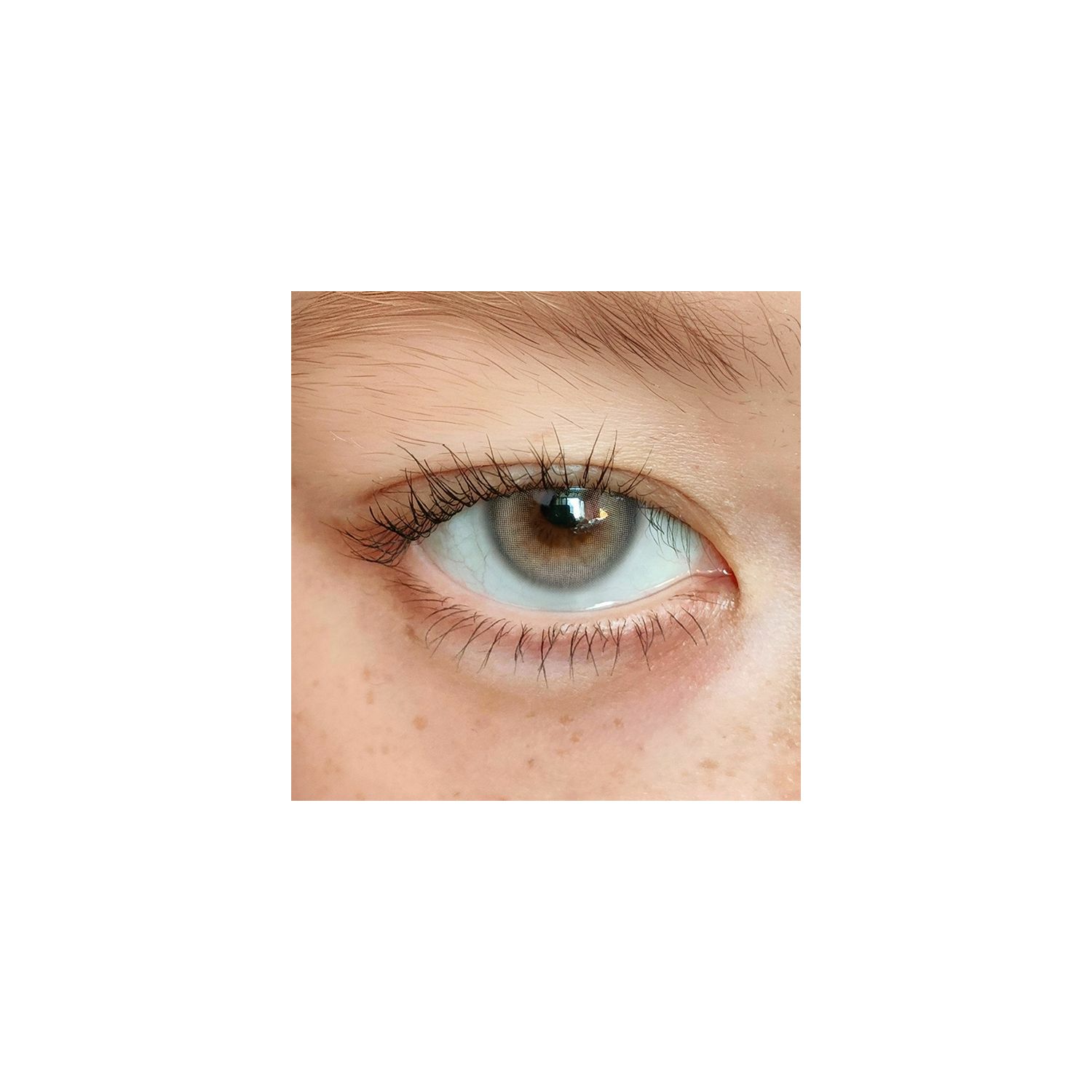 BADCAT EGYPTIAN-GRAY