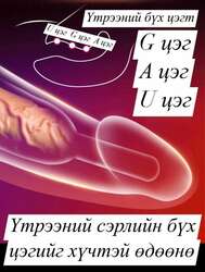 Угладаг эрхтэн