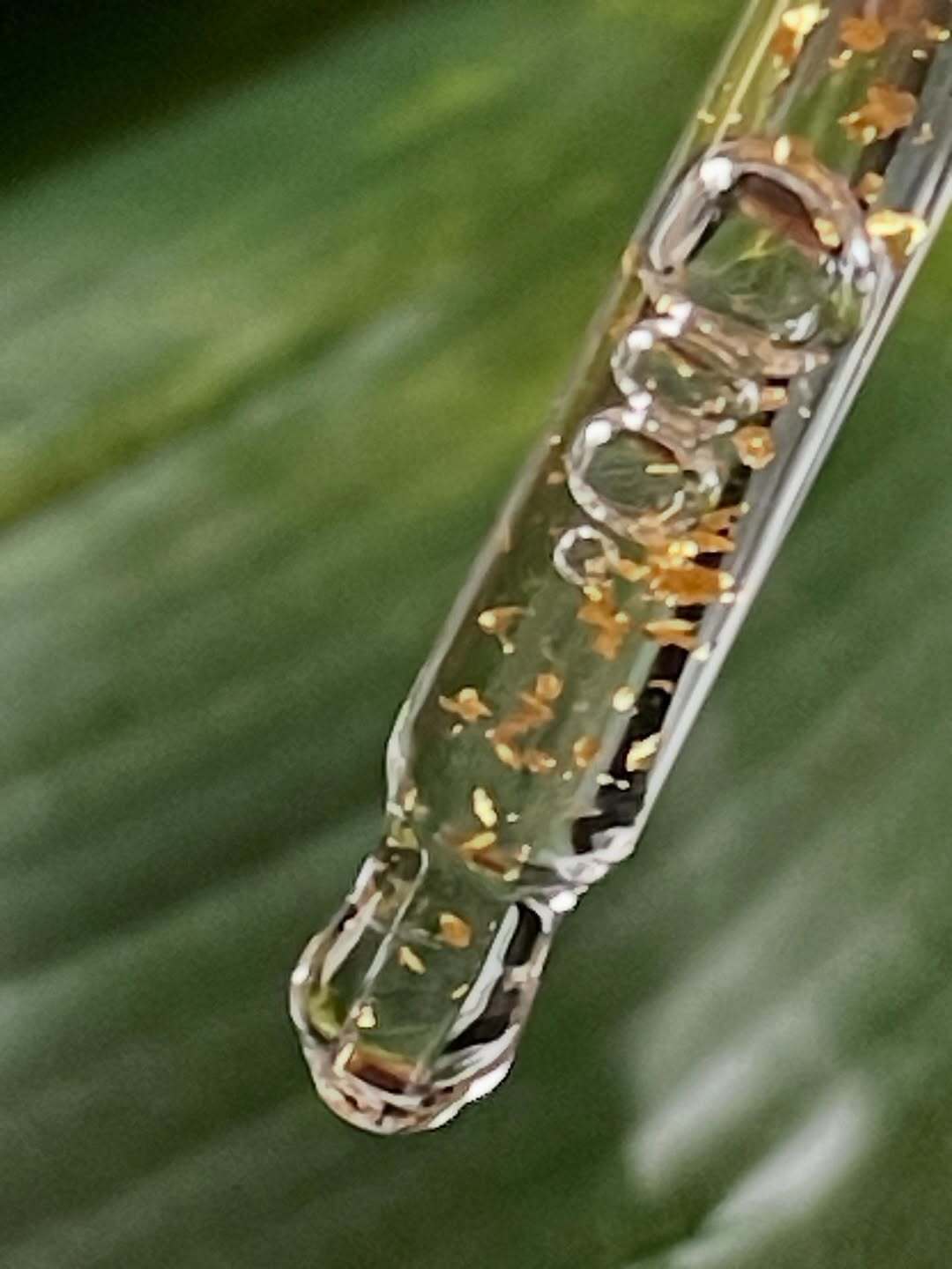 GINSENG GOLD SILK FACIAL AMPOULE