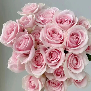 Pink Avalance