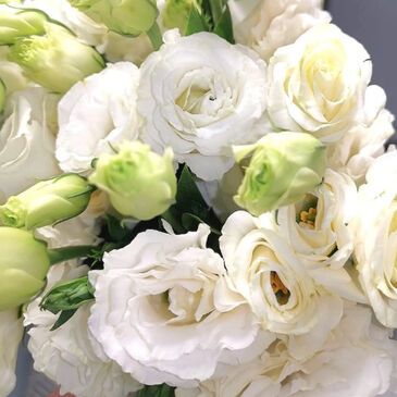 Eustoma White