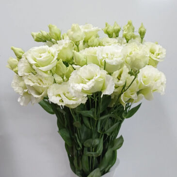 Eustoma Green