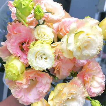 Eustoma Champagne