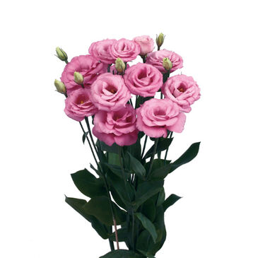 Eustoma Pink