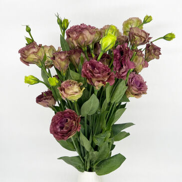 Eustoma Teacolor