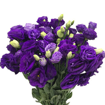 Eustoma Dark Purple
