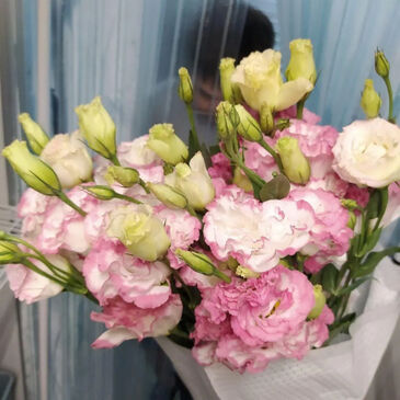 Eustoma White Pink