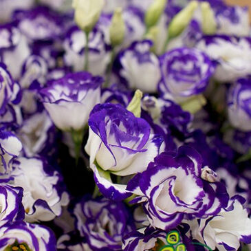 Eustoma White Purple