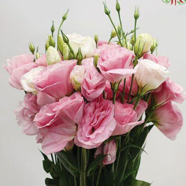 Eustoma Pink Sunshine