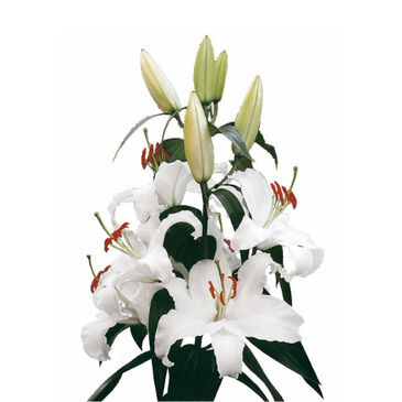 LilySiberia