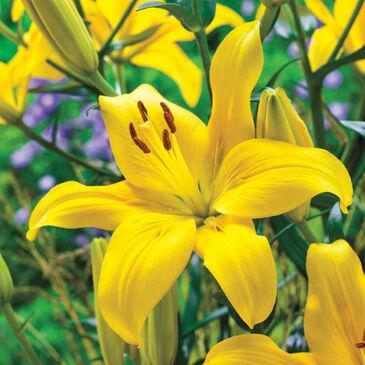 LilyYellow
