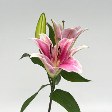 LilyParasol