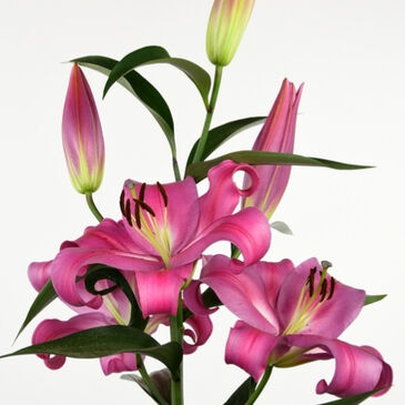 LilyRobina