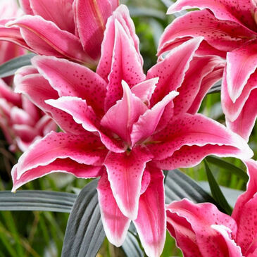 LilyMultiPetalPink