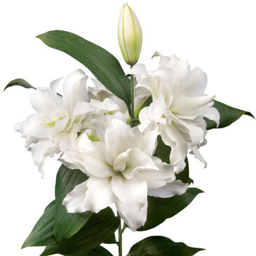 LilyMultiPetalWhite