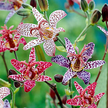 LilyTricyrtis