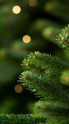 Канад гацуур 180см