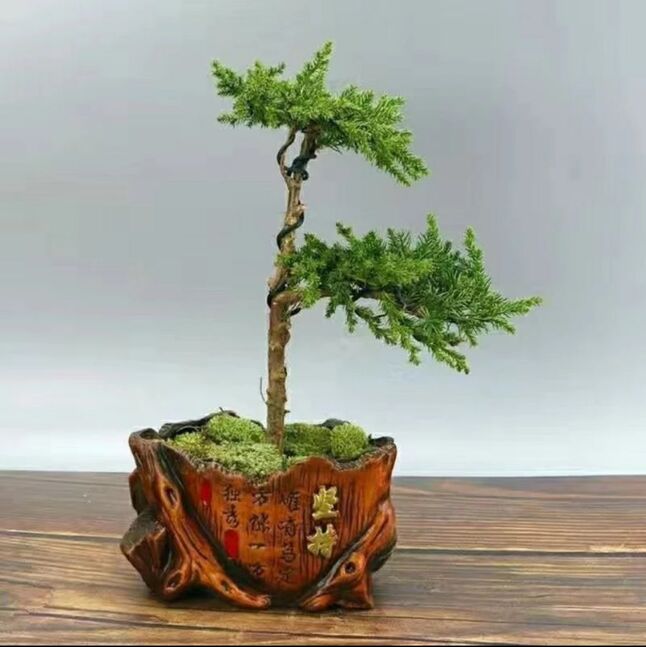 Арцат бансай мод