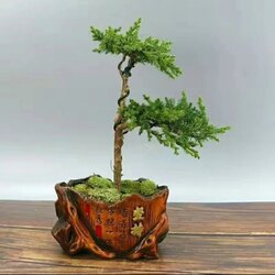 Арцат бансай мод