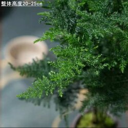 Арцат бансай мод