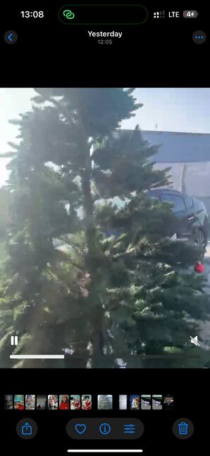 2.40см өндөртэй шинэ гацуур 