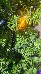 Гацуур 210см код4