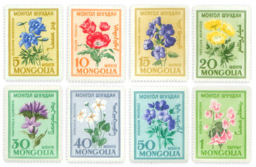Flowers of Mongolia /8/