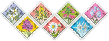 Flowers of Mongolia /7/