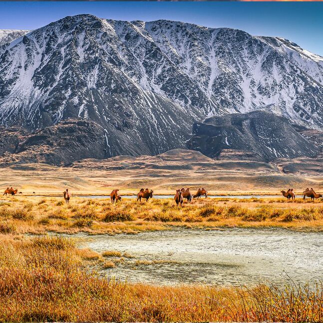 Алтайн нуруу — Цамбагарав уул